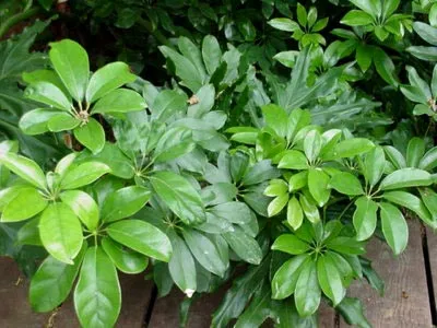 Hogyan transzplantáció Shefleru Hogyan transzplantáció Shefleru