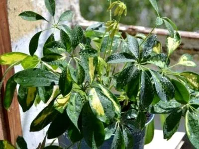Hogyan transzplantáció Shefleru Hogyan transzplantáció Shefleru