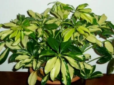 Hogyan transzplantáció Shefleru Hogyan transzplantáció Shefleru