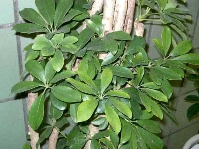 Hogyan transzplantáció Shefleru Hogyan transzplantáció Shefleru