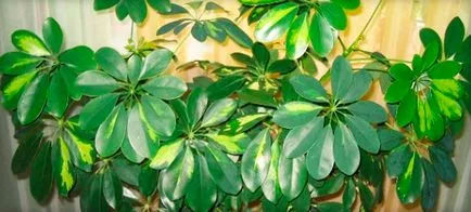 Hogyan transzplantáció Shefleru