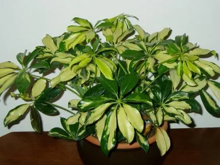Hogyan transzplantáció Shefleru