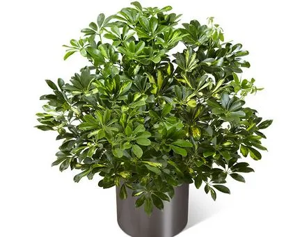 Hogyan transzplantáció Shefleru
