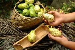 Noni Juice Miért