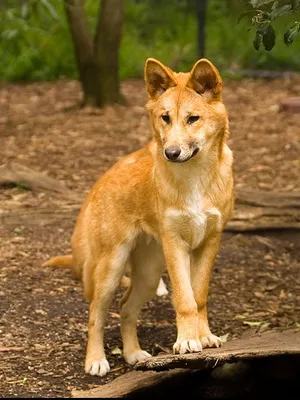 Wild kutyafajták Wild kutyafajták