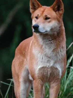 Wild kutyafajták Wild kutyafajták