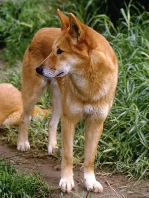 Wild kutyafajták Wild kutyafajták