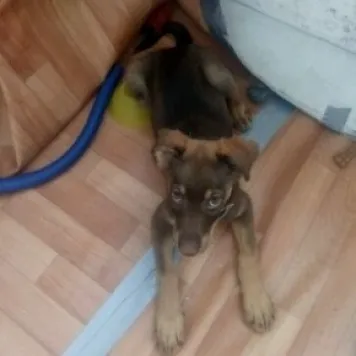 Elviszem a kutyák jó kezekben