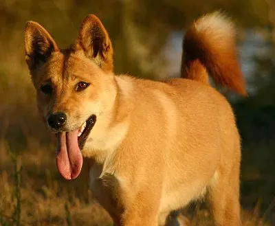 Wild kutyafajták