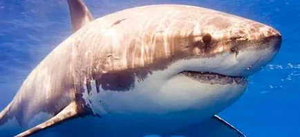 Shark álom könyv, amit