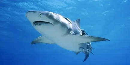 Shark álom könyv, amit