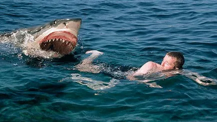 Shark álom könyv, amit