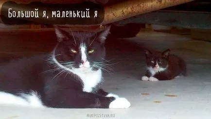 Szomorú kép a macskák