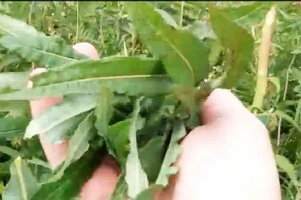 Hogyan készüljünk tea fűzfa tea