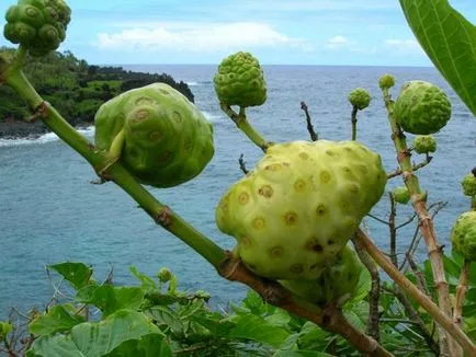 Noni Juice Miért