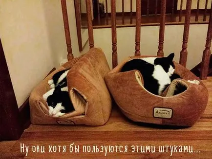 Szomorú kép a macskák