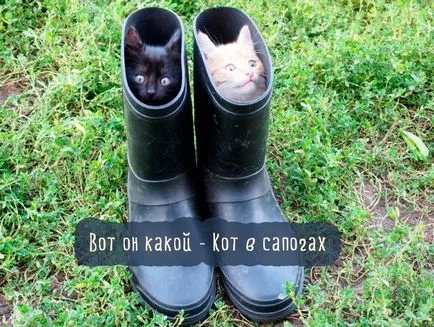 Szomorú kép a macskák