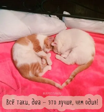 Szomorú kép a macskák