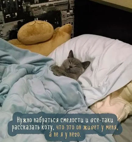 Szomorú kép a macskák