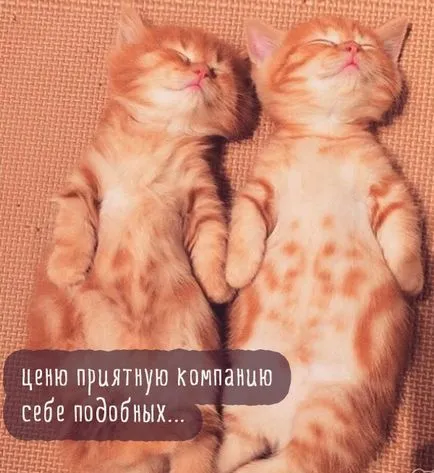 Szomorú kép a macskák