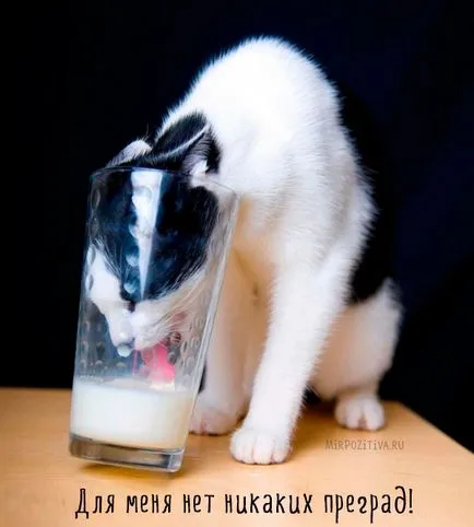 Szomorú kép a macskák