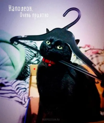 Szomorú kép a macskák