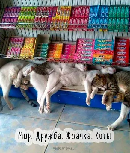Szomorú kép a macskák
