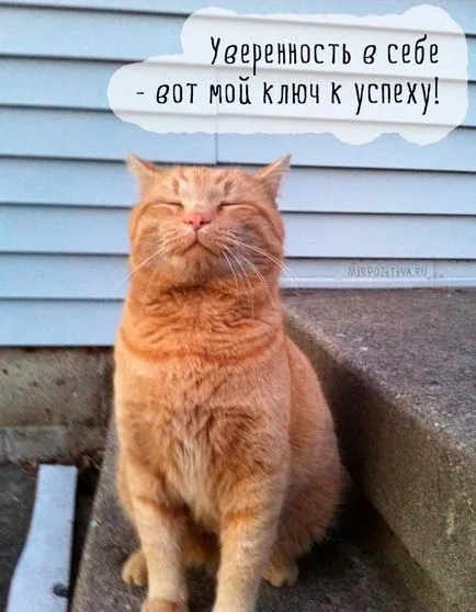 Szomorú kép a macskák