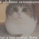 Amikor macskák ivartalanított
