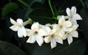 Stephanotis otthoni gondozást