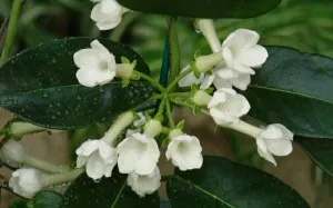 Stephanotis otthoni gondozást