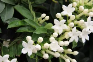 Stephanotis otthoni gondozást