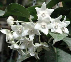 Stephanotis otthoni gondozást