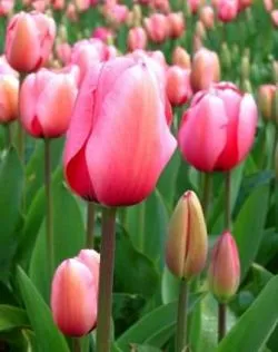 Tulipán termesztés és gondozás Tulipán termesztés és gondozás