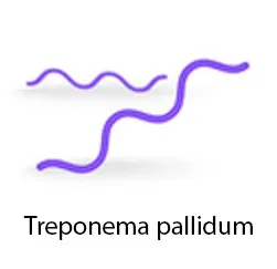 Treponema pallidum meg