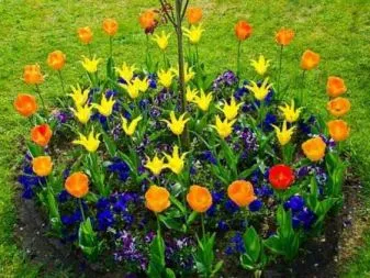 Tulipán termesztés és gondozás Tulipán termesztés és gondozás