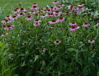 Echinacea mi ez Echinacea mi ez