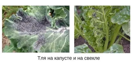 Ahogy levéltetű reprodukálja Ahogy levéltetű reprodukálja