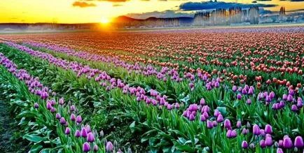 Tulipán termesztés és gondozás Tulipán termesztés és gondozás