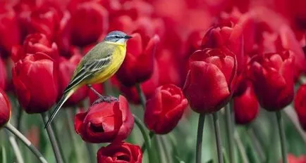 Tulipán termesztés és gondozás Tulipán termesztés és gondozás