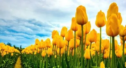 Tulipán termesztés és gondozás Tulipán termesztés és gondozás