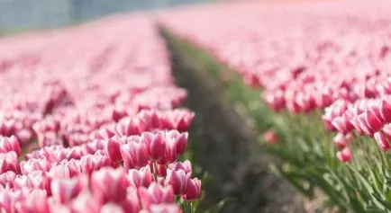 Tulipán termesztés és gondozás Tulipán termesztés és gondozás