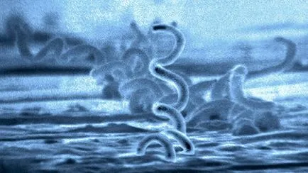 Treponema pallidum meg Treponema pallidum meg