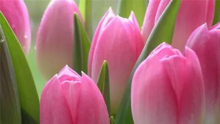Tulipán termesztés és gondozás Tulipán termesztés és gondozás