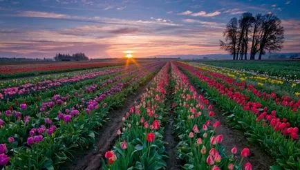 Tulipán termesztés és gondozás Tulipán termesztés és gondozás