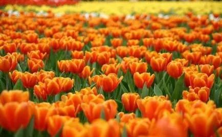 Tulipán termesztés és gondozás Tulipán termesztés és gondozás