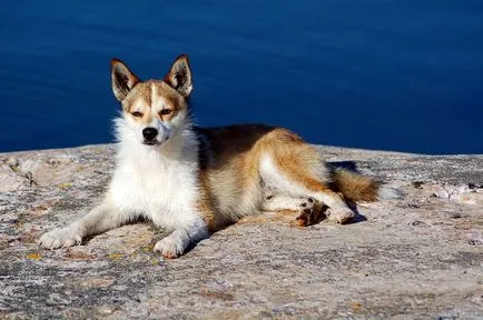 Wild kutyafajták