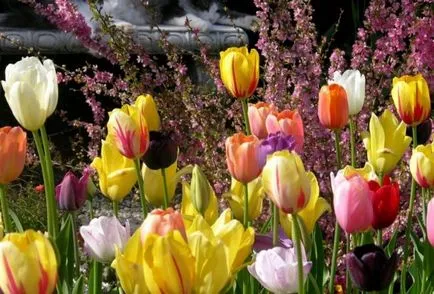 Tulipán termesztés és gondozás Tulipán termesztés és gondozás
