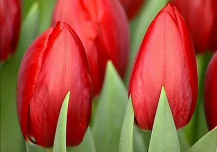 Tulipán termesztés és gondozás Tulipán termesztés és gondozás