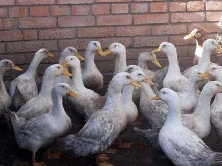 Hogyan megölni kacsa